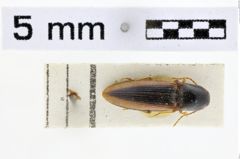 Foto (Dorsalansicht) von Deromecus vittipennis (NHMW-ZOO-COL-0010469)